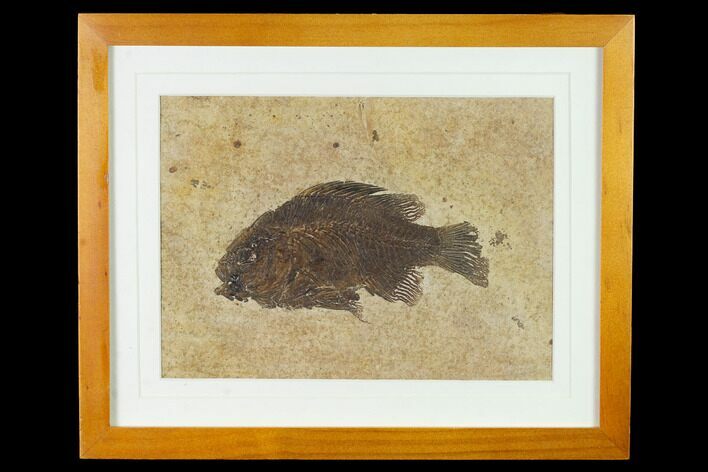 Framed Fossil Fish (Cockerellites) - Wyoming #143992